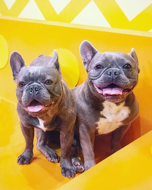 We are all smiles for #memorialday weekend‼️ 🐾🐾 🐶 #humansbf @thepointspups @humansbf .
.
.
.
.
#dogsofinstagram #dogoftheday #doglove #puppylove #dogoftheday #dailywoof #frenchbulldog  #frenchbulldogs #frenchbulldogsofinstagram #frenchiestagram #f