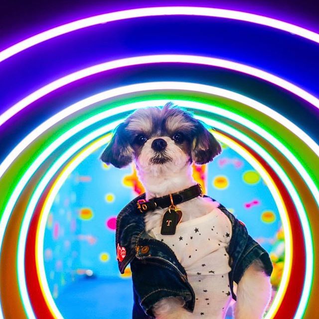 Pride Pup 🌈🐶 Happy World Pride! #pride #humansbf
.
.
.
.
.
 #dogsofinstagram #dogoftheday #doglove #puppylove #dogoftheday #dailywoof #loveislove #pridepup #worldpride #lovewins