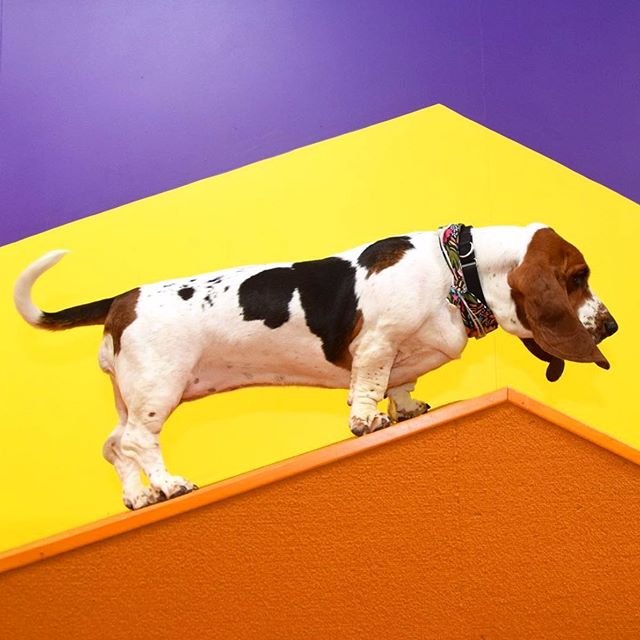 Looking back at climbing Mount Basset at @humansbf with @sallylongdog #humansbf .
.
.
.
.
#dogsofinstagram #bassethound #bassetlove #dailywoof #doglove #dogoftheday #marketing #popup #tbt