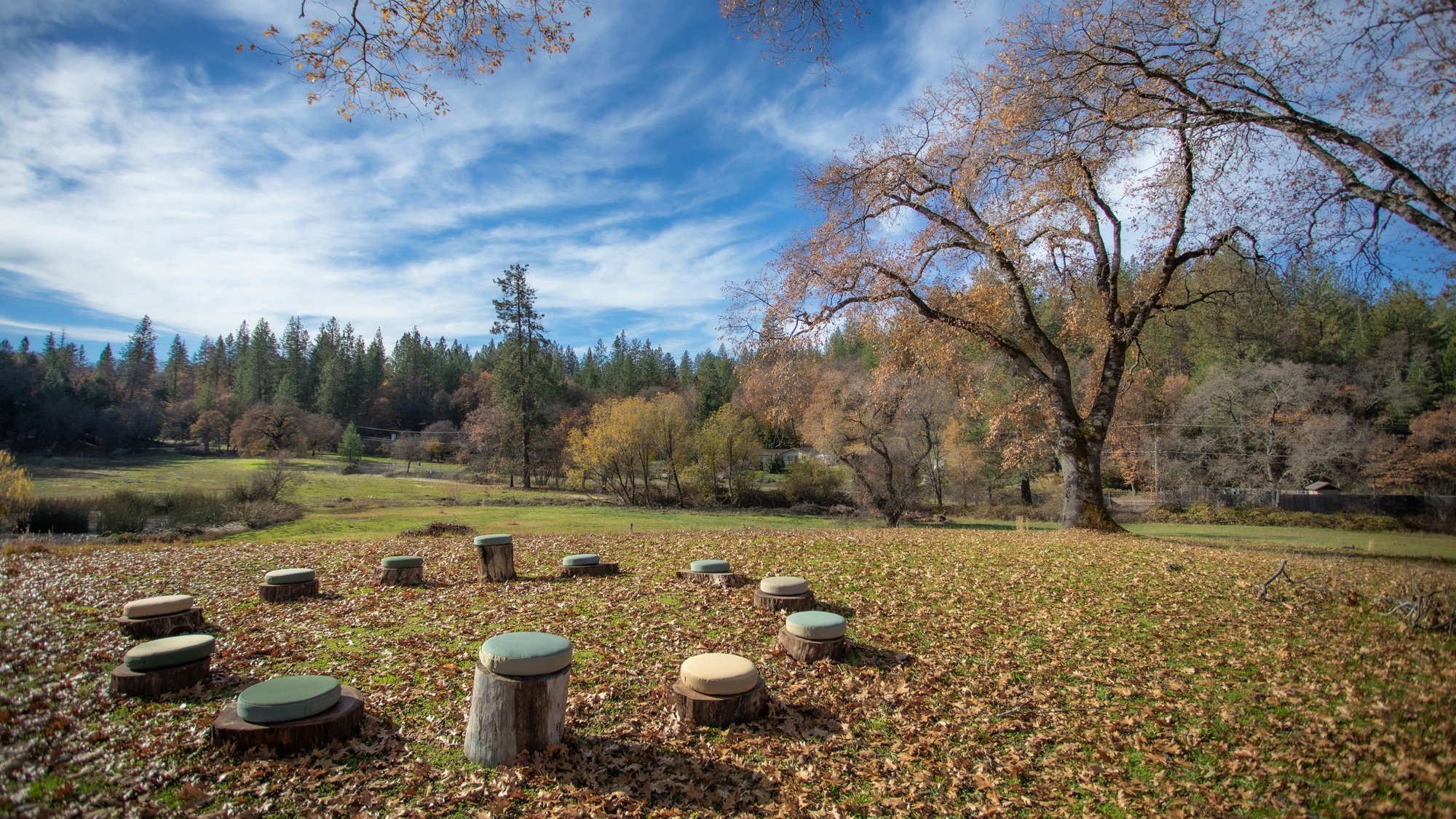 tree circle