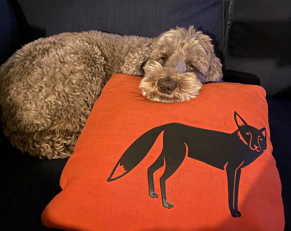 doodle with fox