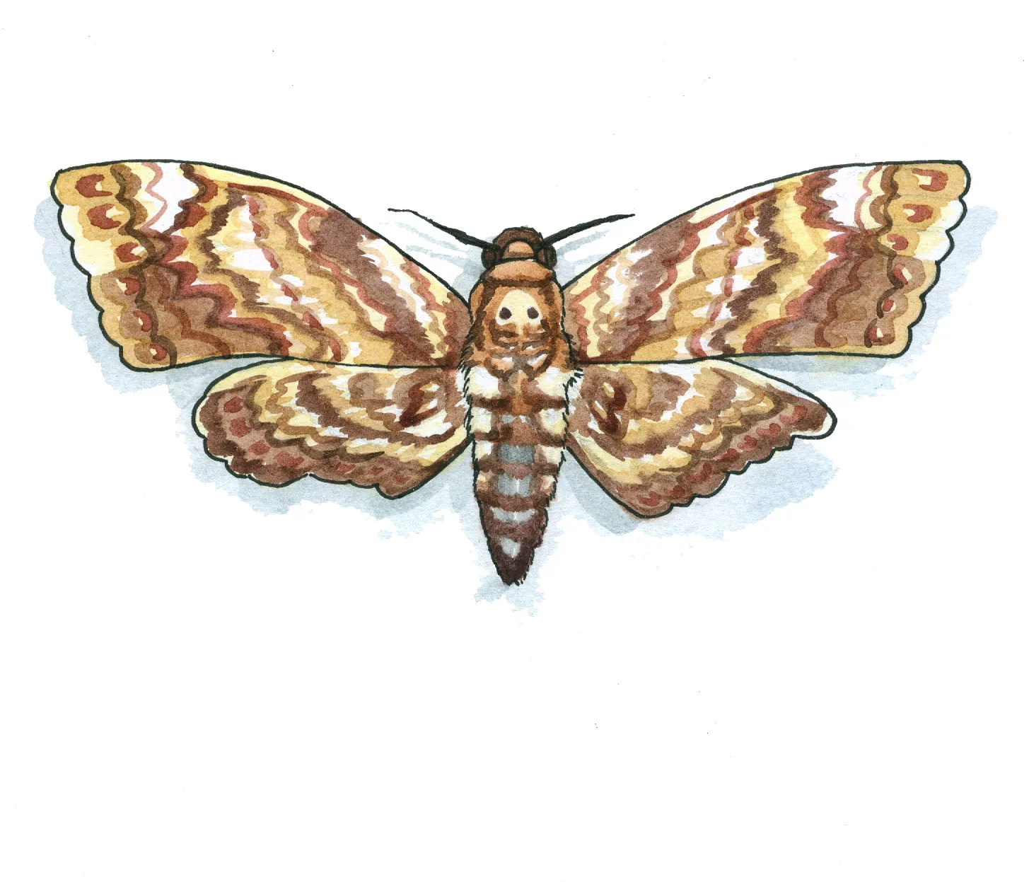 Death's Head Moth.jpg