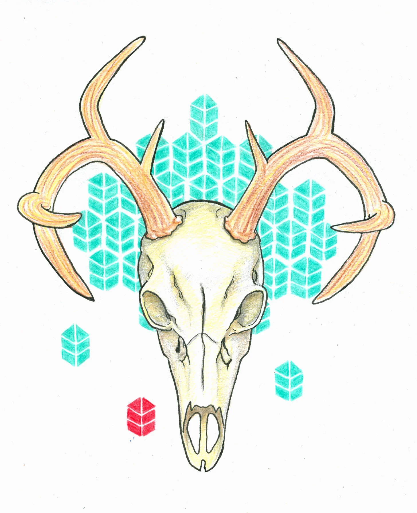 Deer skull.jpg