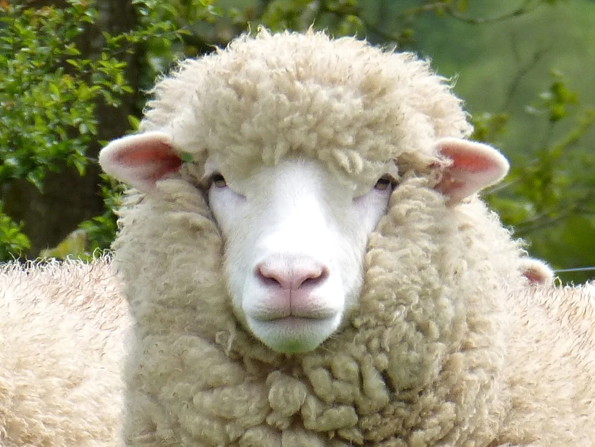 Shearling-head-(2).jpg