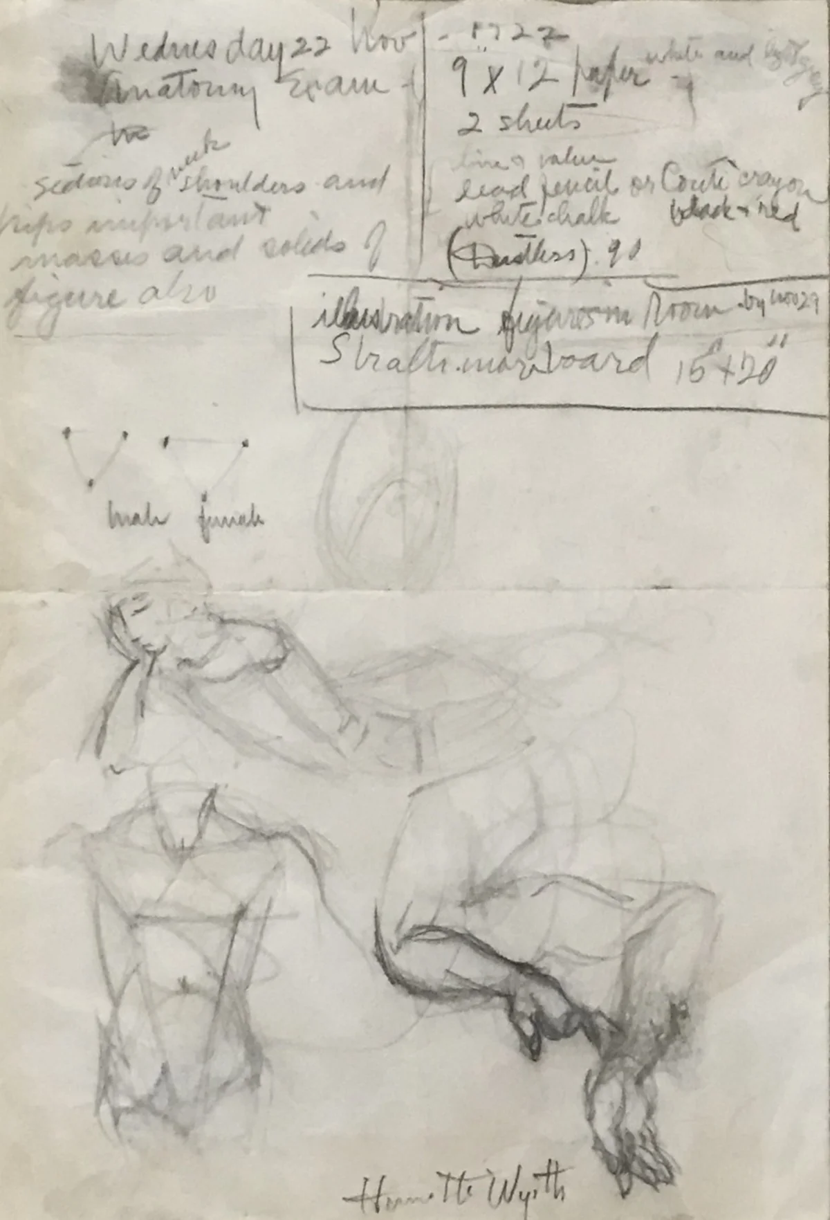 Anatomy Studies