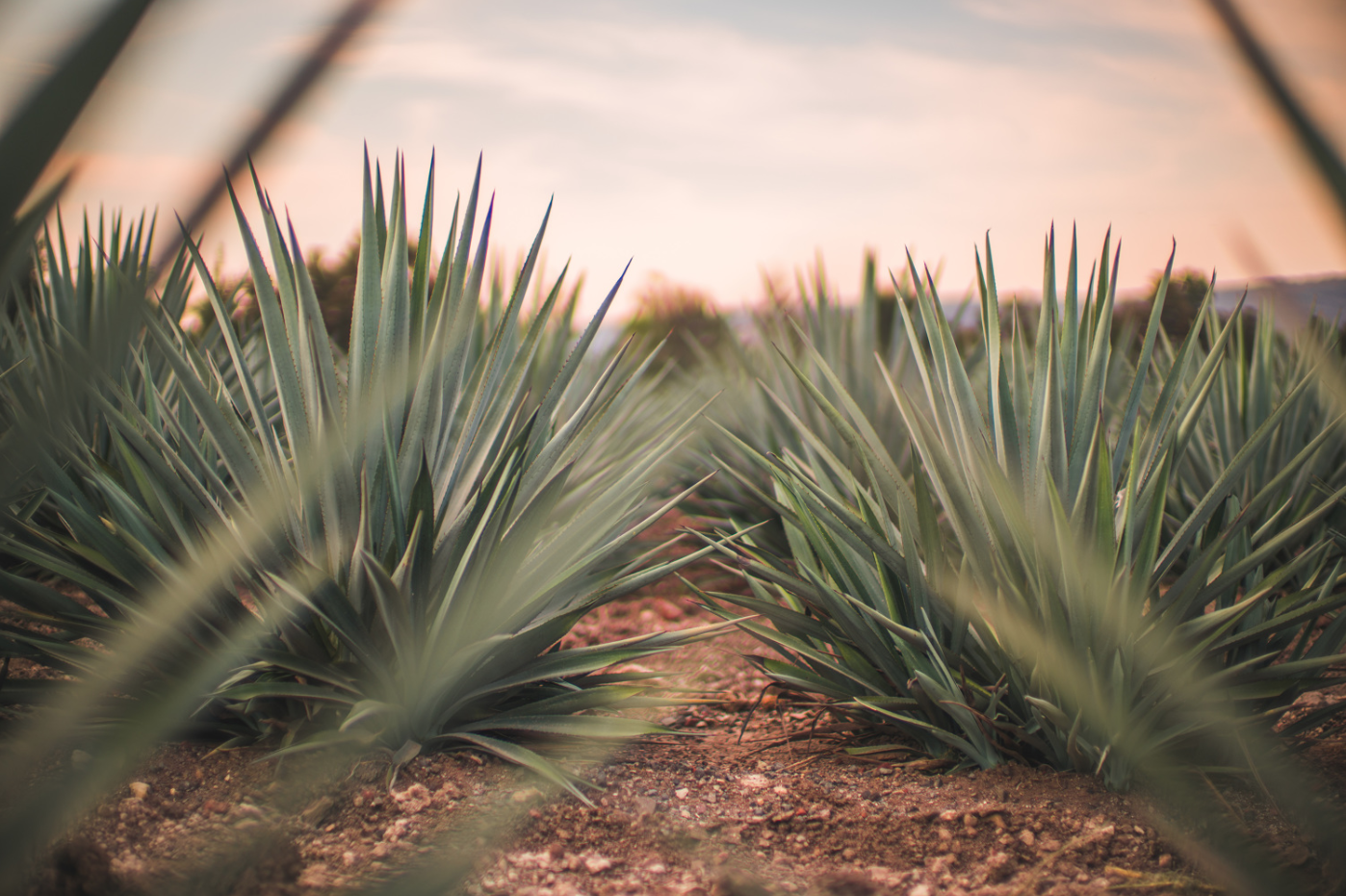 Screen Shot 2018-06-08 at 2.29.21 PM.png