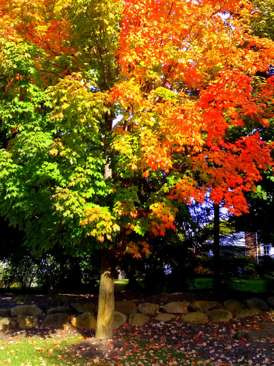 Glorious Fall!  Oh, How Our Family Enjoys The Fall Splendor!