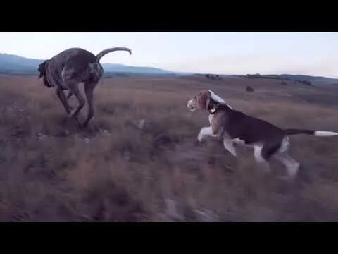 Ocie Elliott - Now You Don't (Official Video)