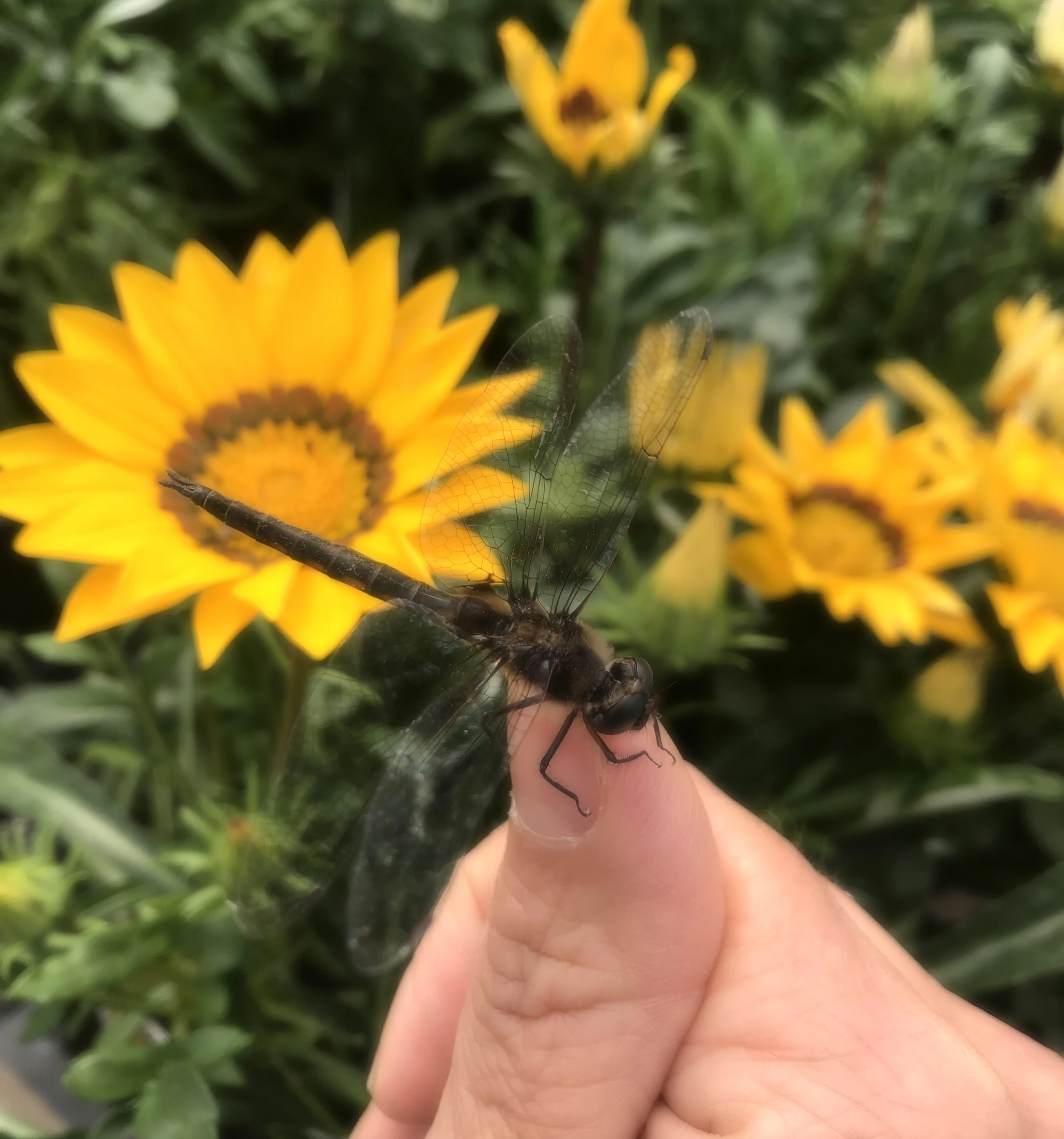 Dragonfly love!