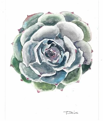 Succulent
