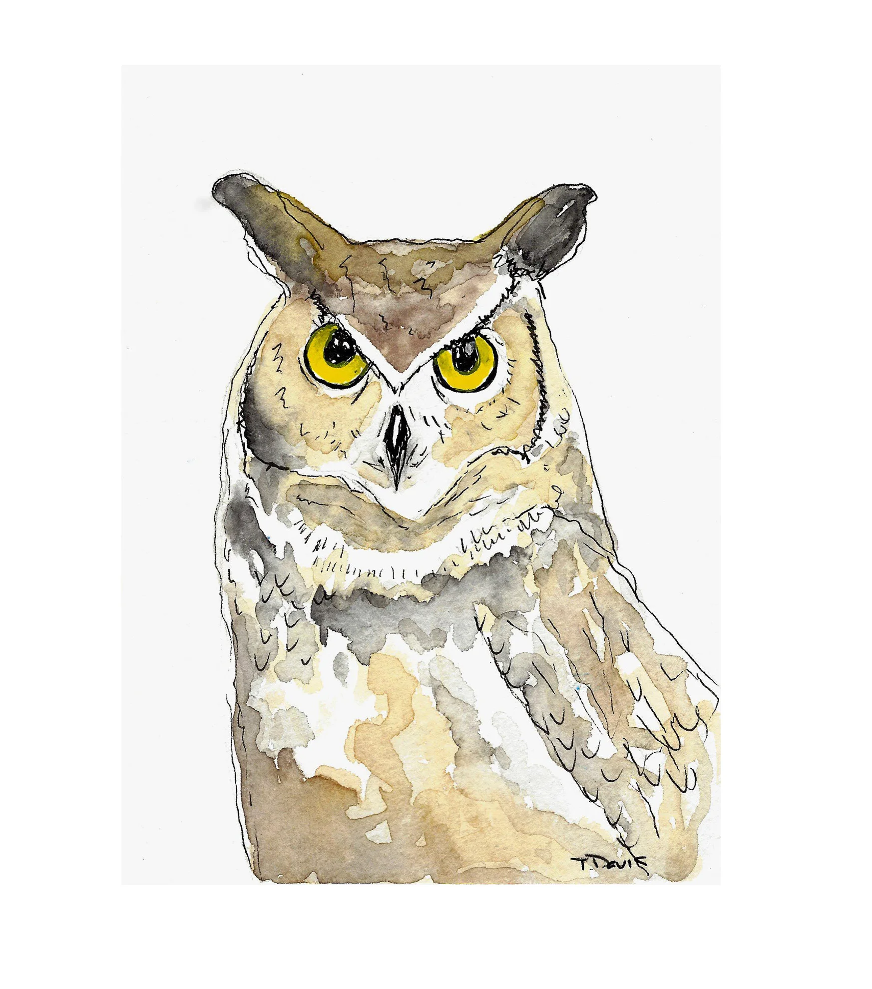 owl.jpg