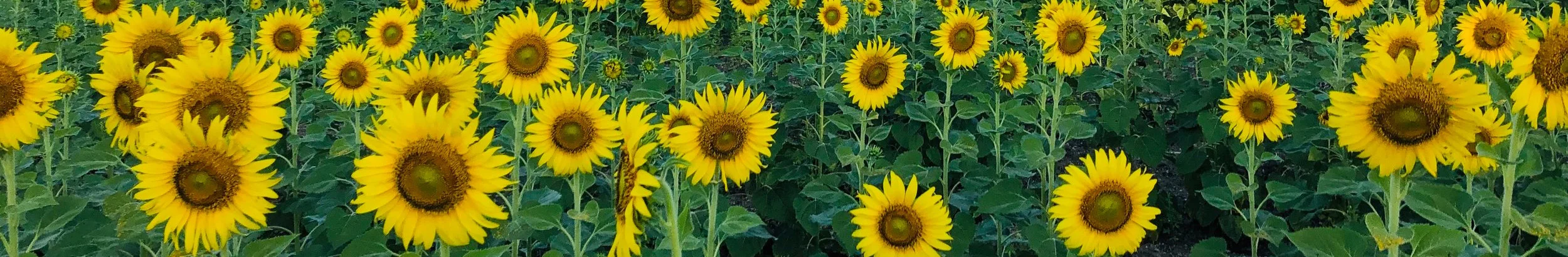 sunflowers.jpg