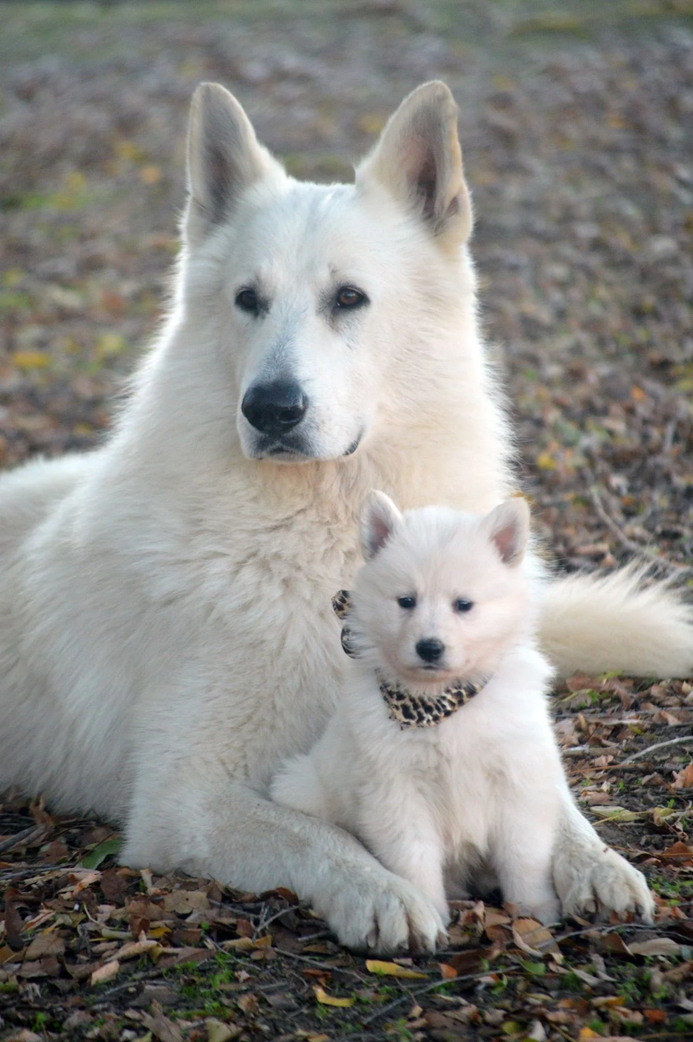Long Hair Baby White German Shepherd White Swiss Shepherd