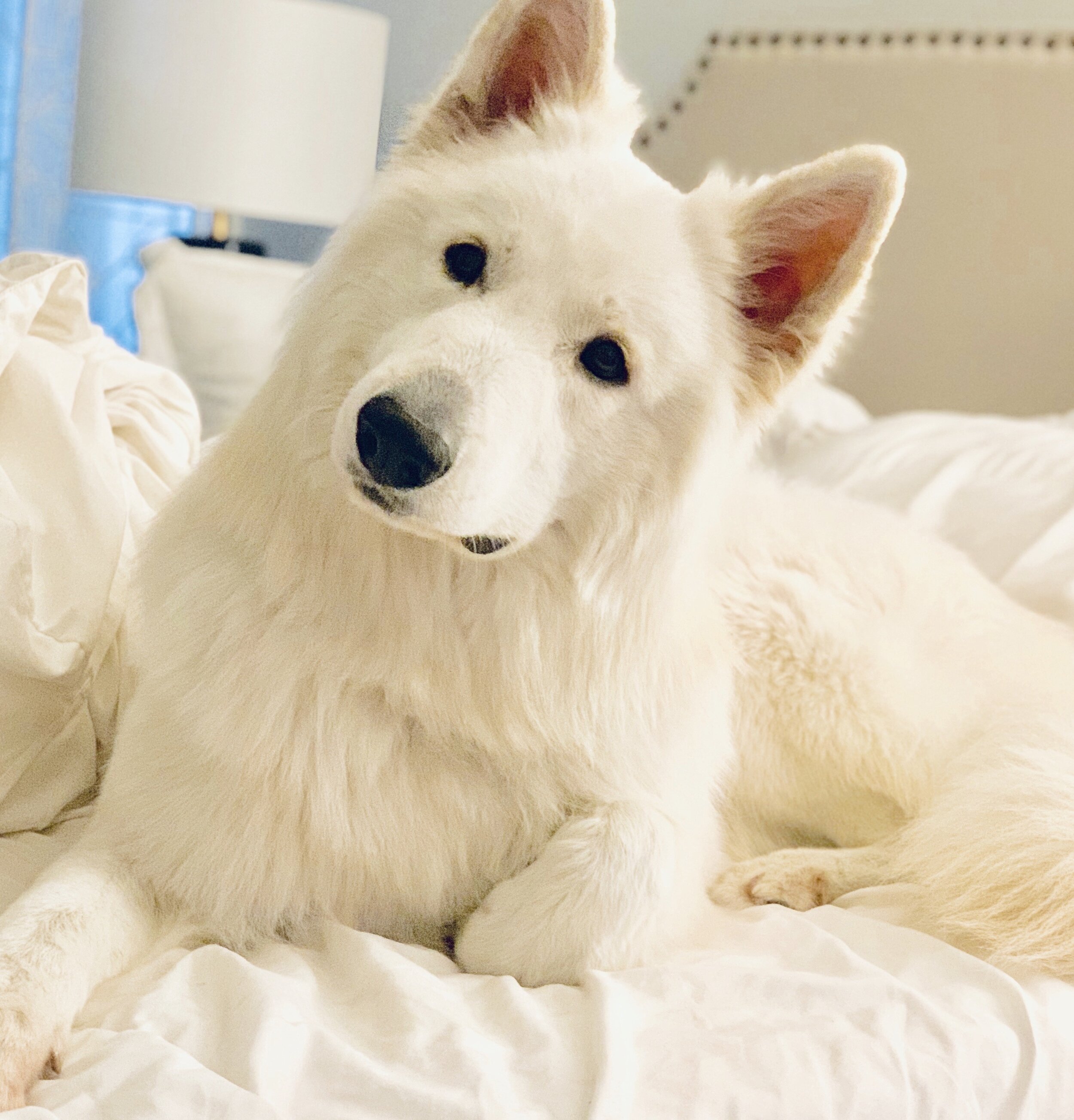 white shepherd stuffed animal