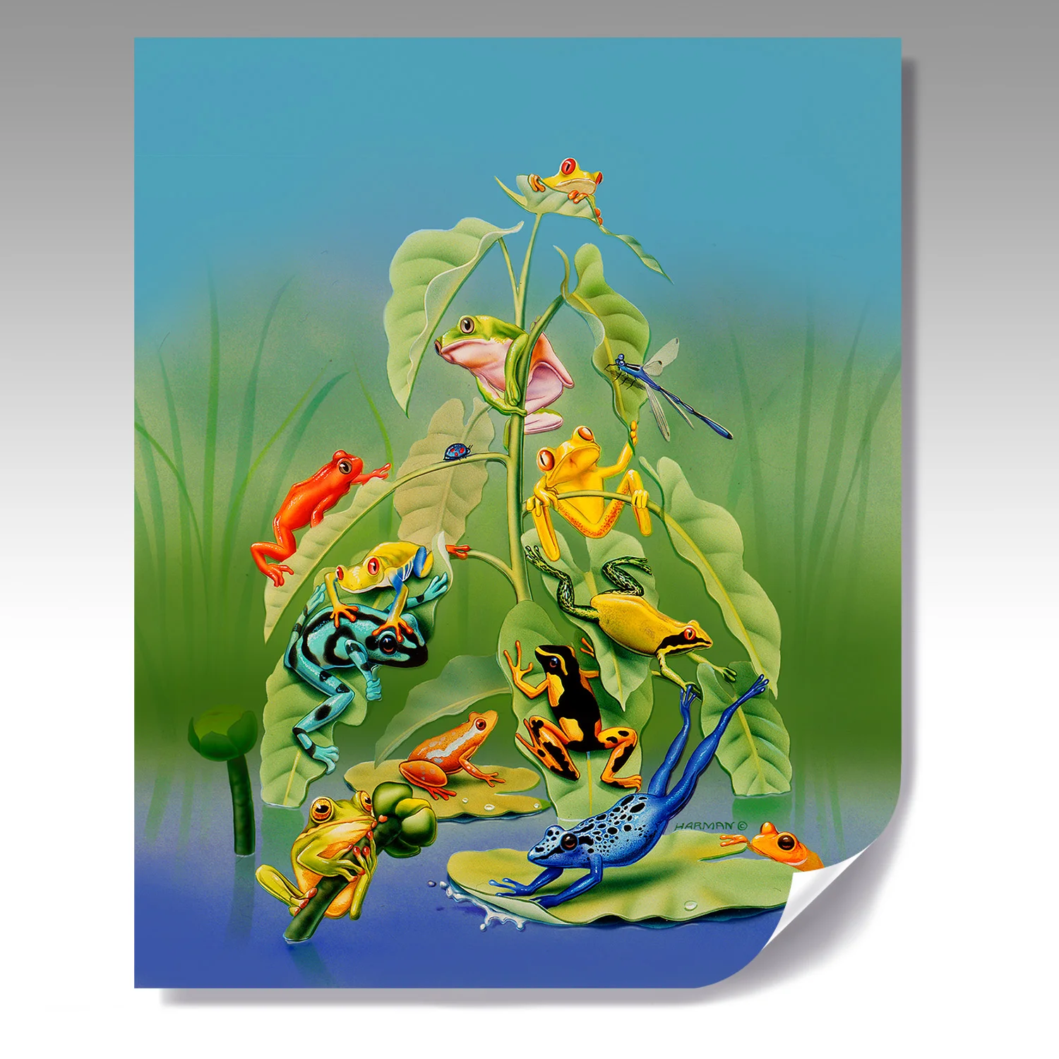 COMIC FROGS fine paper print