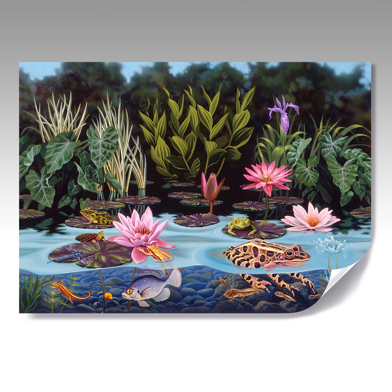 FROG POND fine paper print