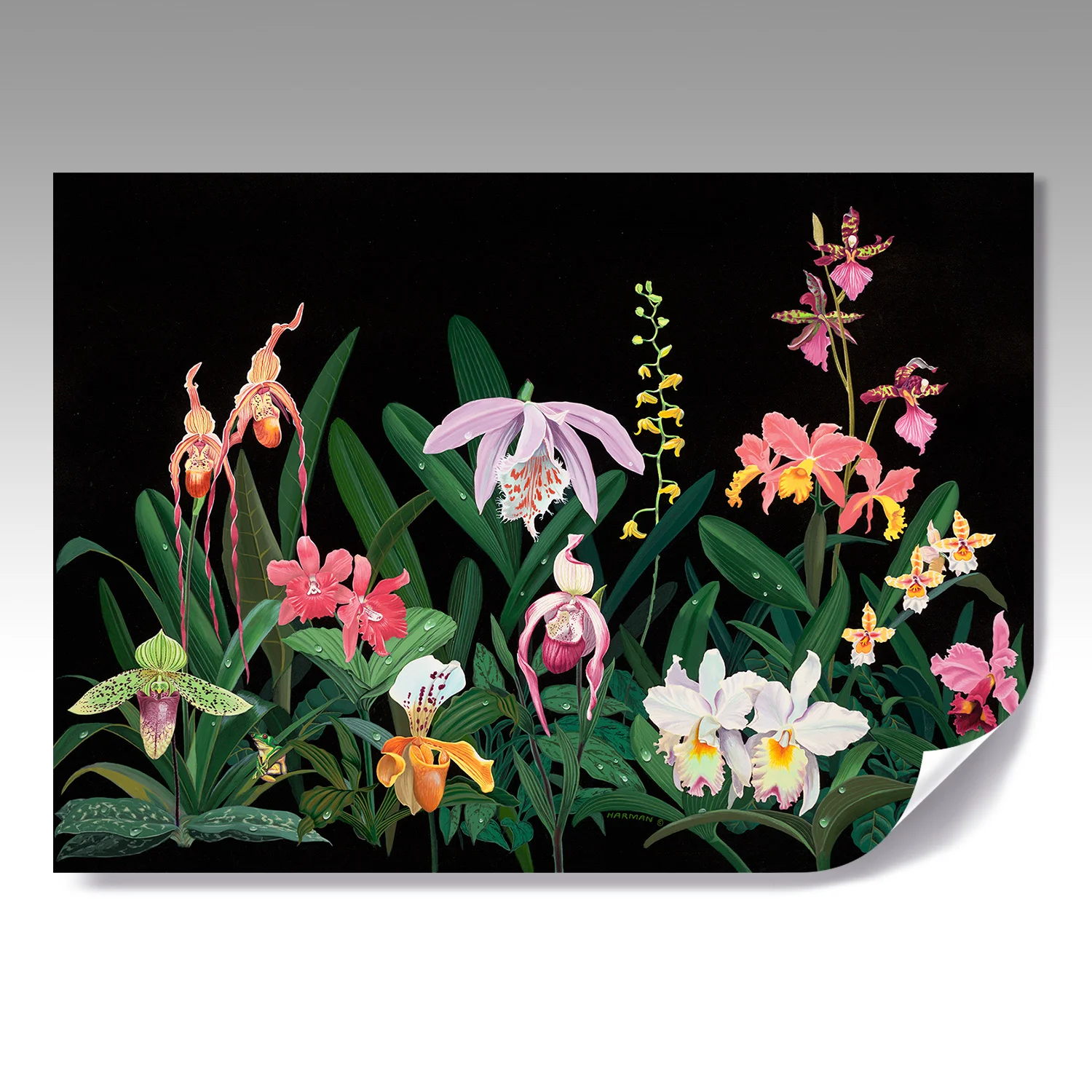 ORCHIDS fine paper print
