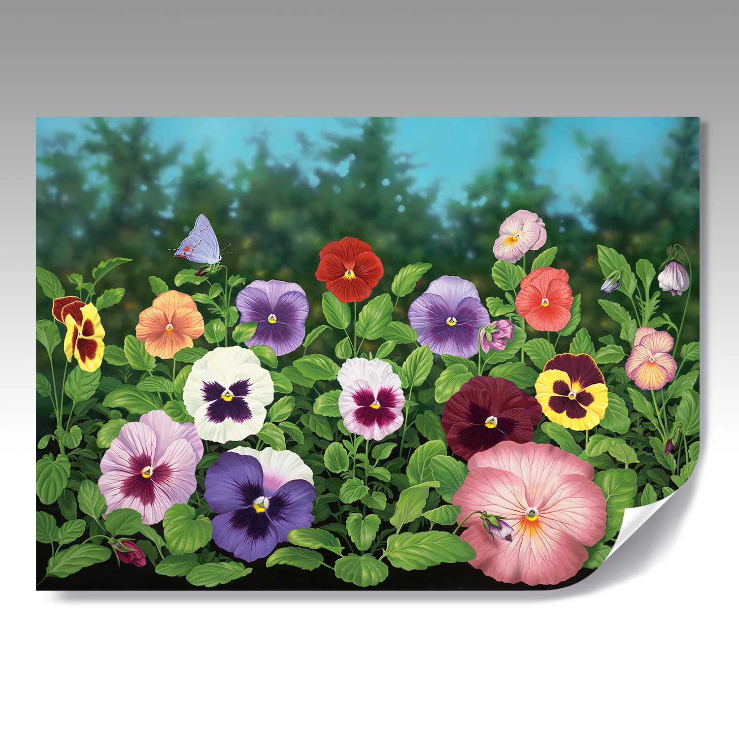 PANSIES fine paper print