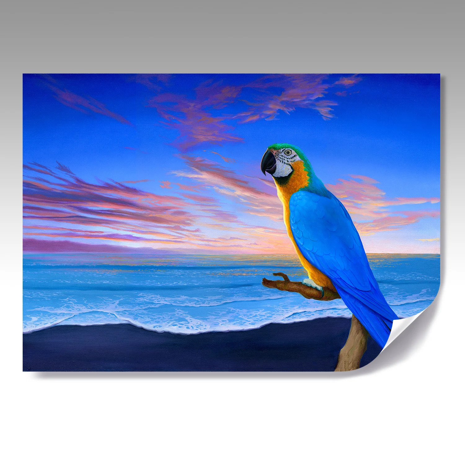 MACAW SUNSET fine paper print