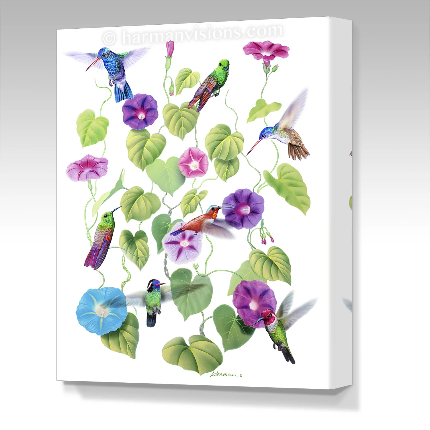 HUMMING GLORIES gallery wrap canvas