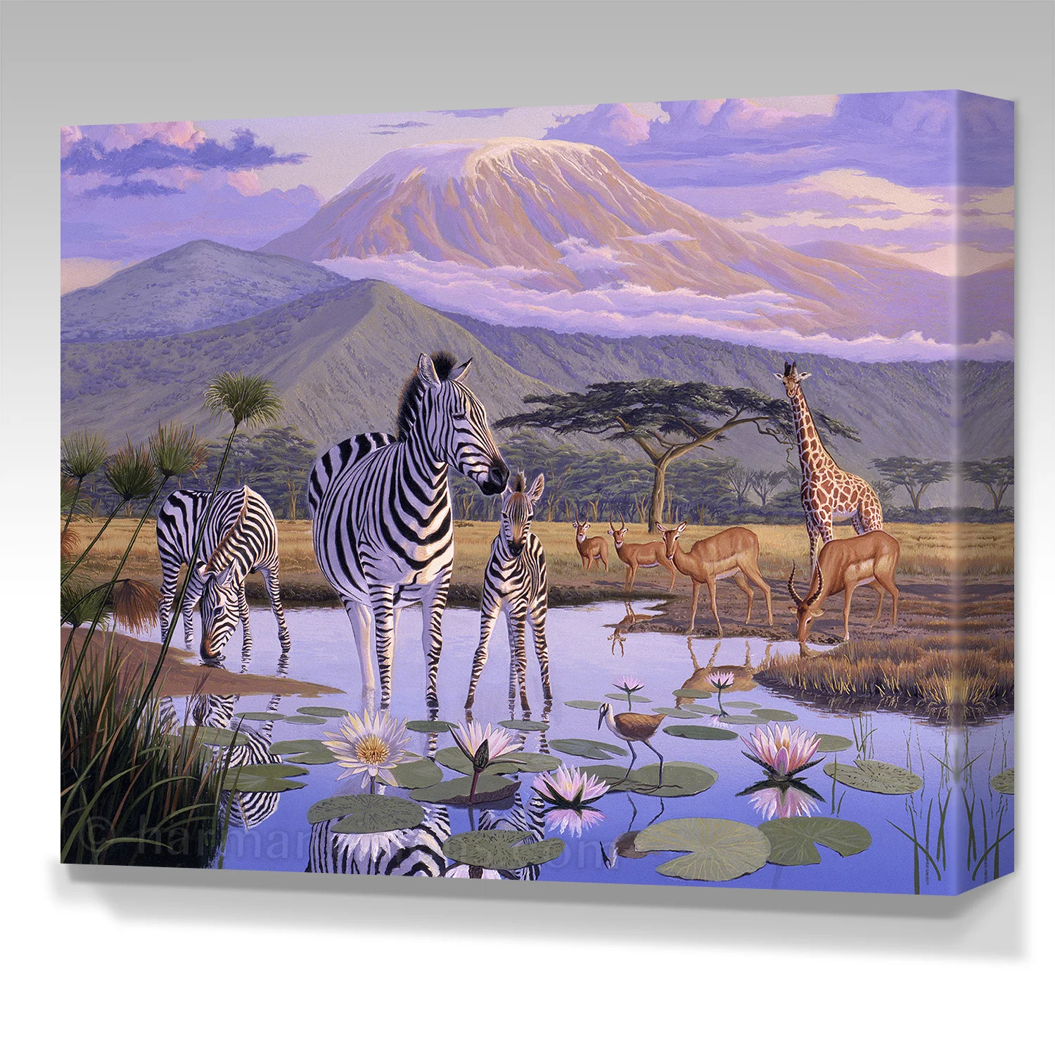 AFRICA ZEBRA gallery wrap canvas