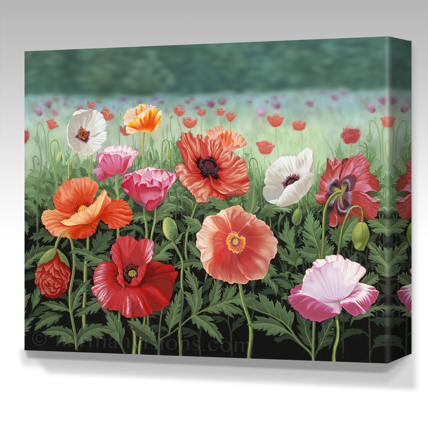 POPPIES gallery wrap canvas