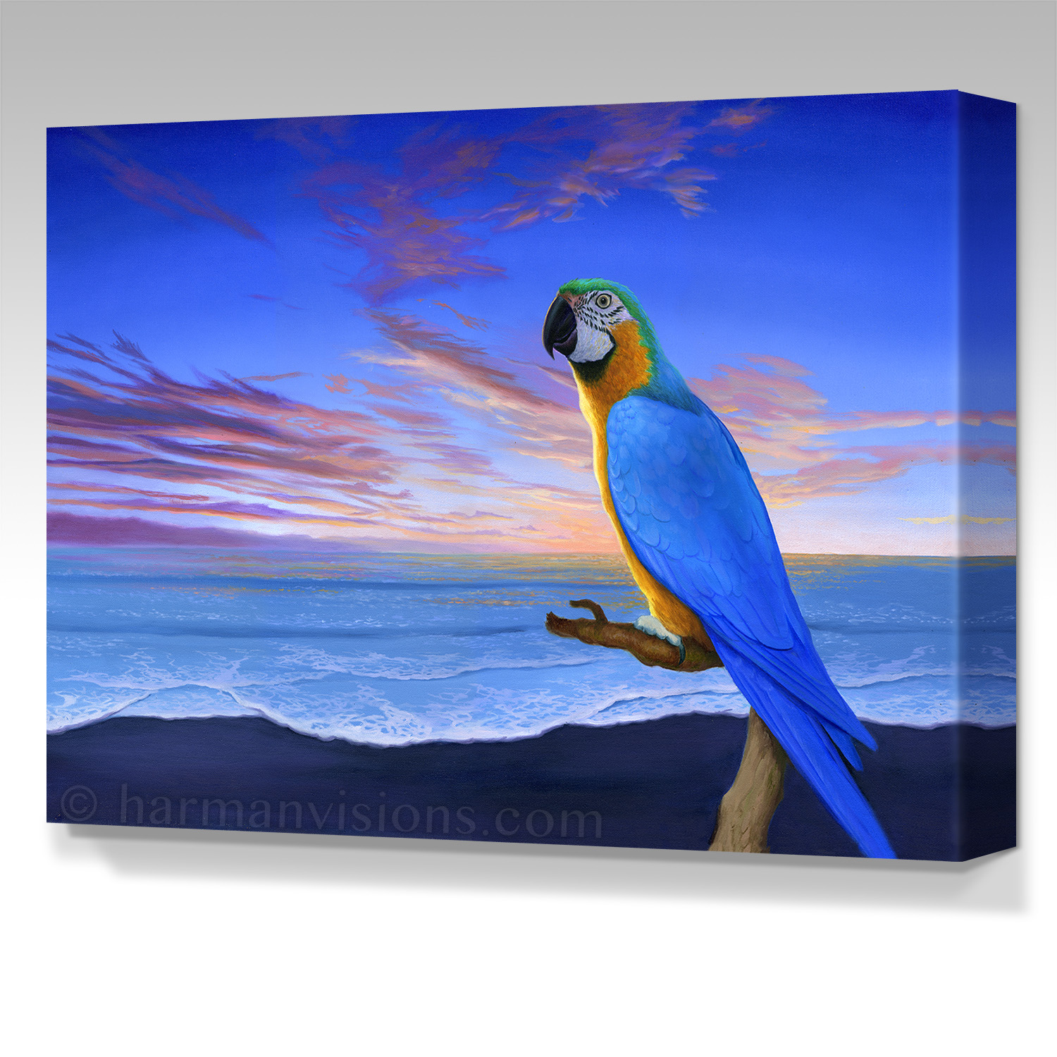 MACAW SUNSET gallery wrap canvas
