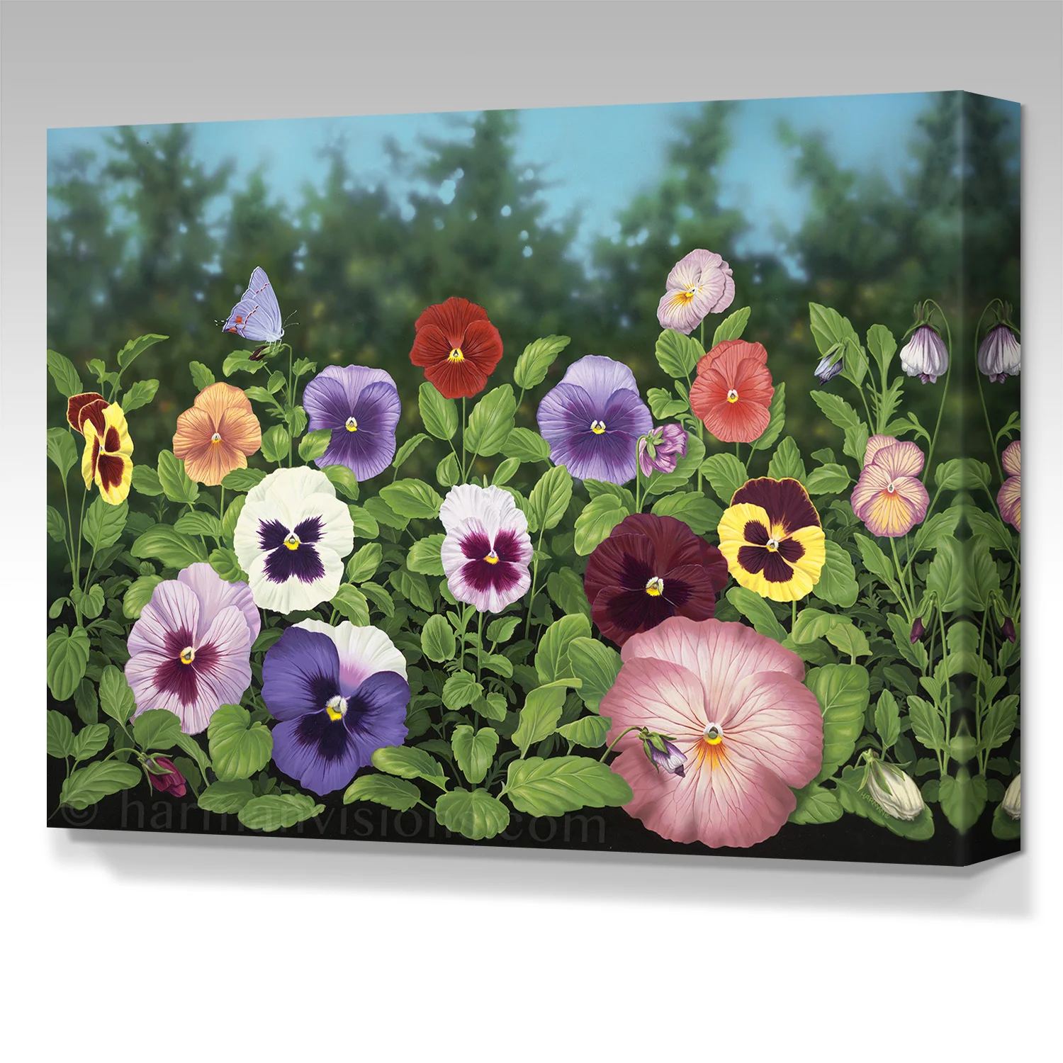 PANSIES gallery wrap canvas