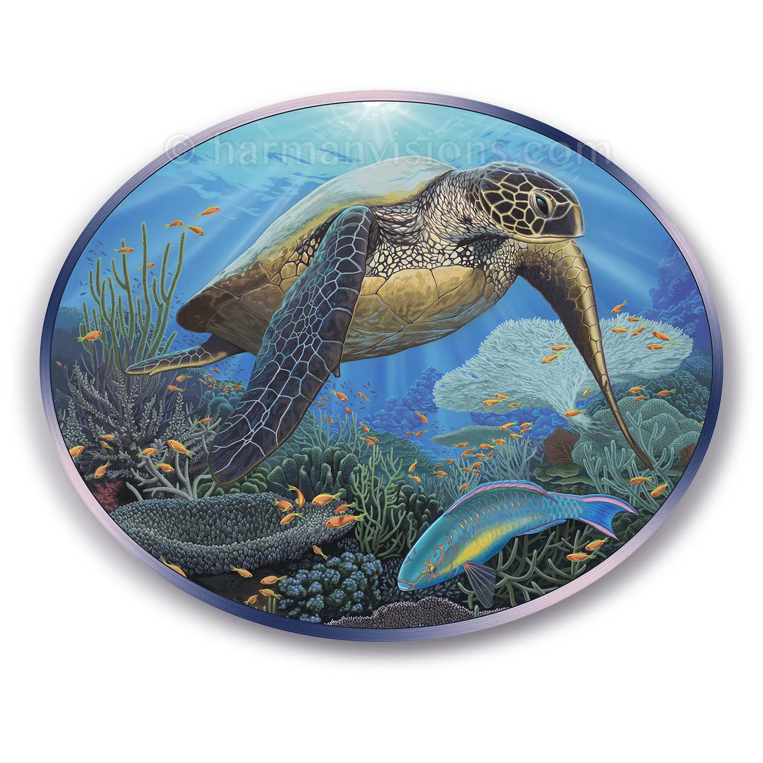 SEA TURTLE oval