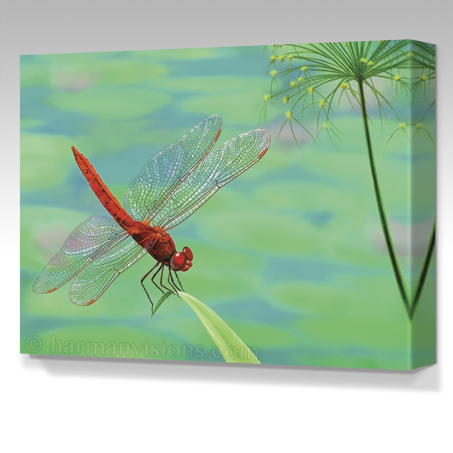 DRAGONFLY VISITATION gallery wrap canvas