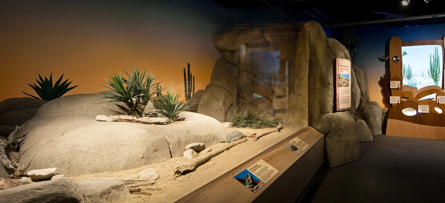 Once that was done, it was time to add the cacti and a few plants to the mural. Specialists came in and added sand and living plants to the display. A large tortoise will live here too!
