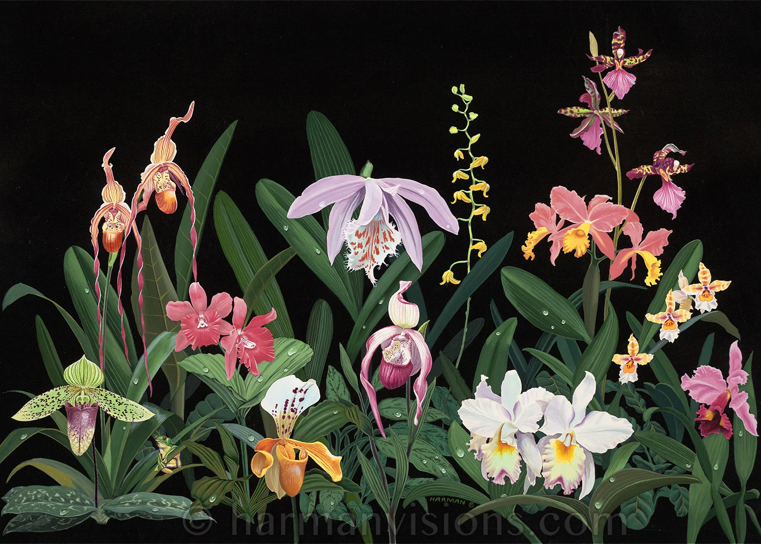 Orchids