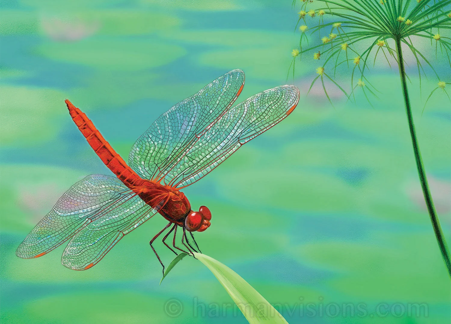 Dragonfly Visitation