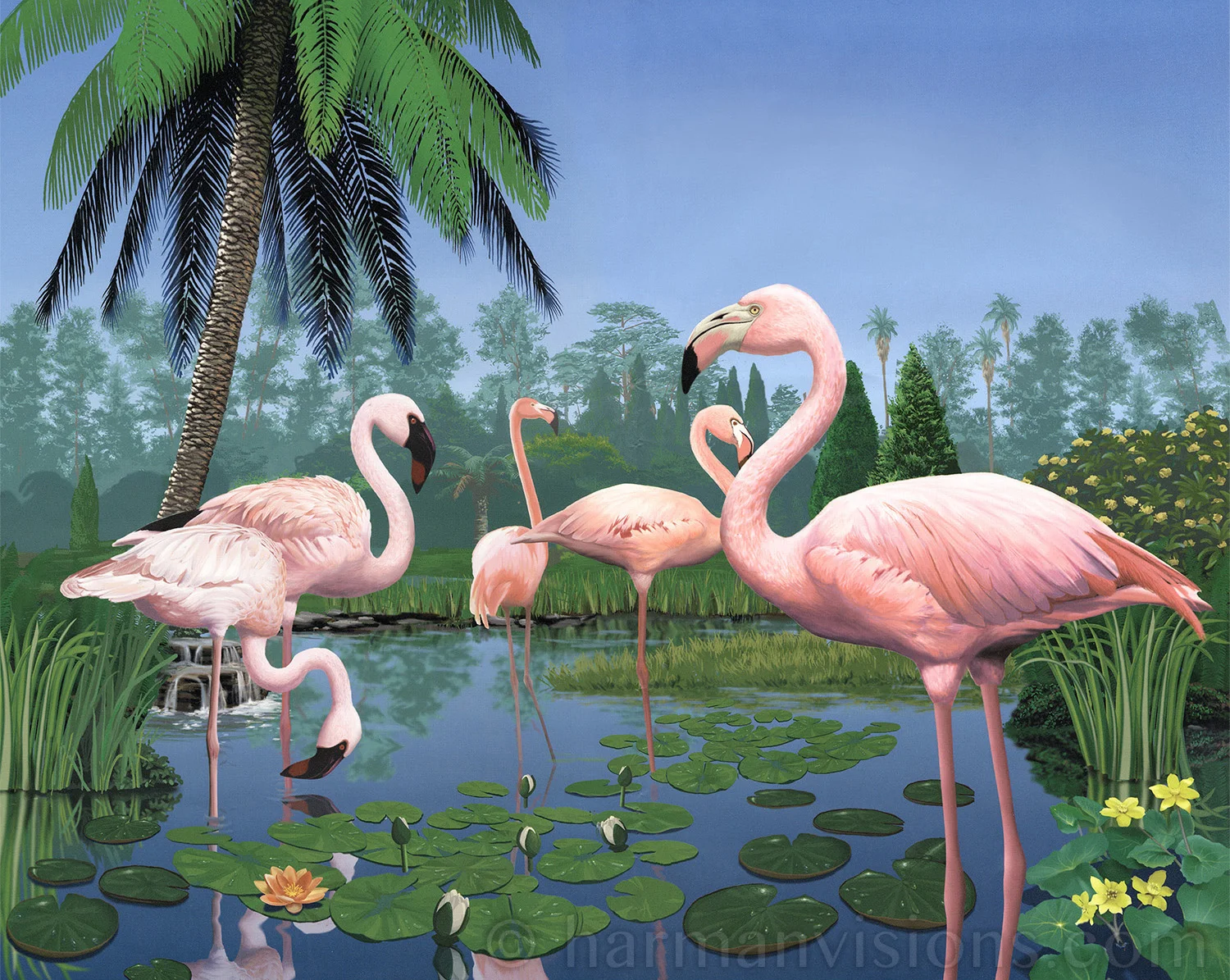 Flamingos