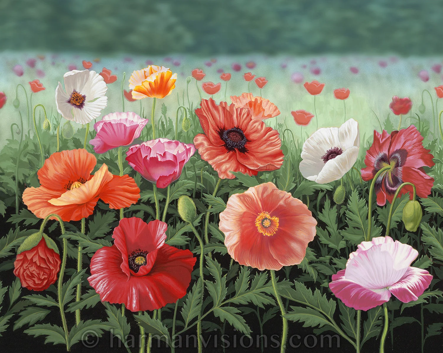Poppy Field