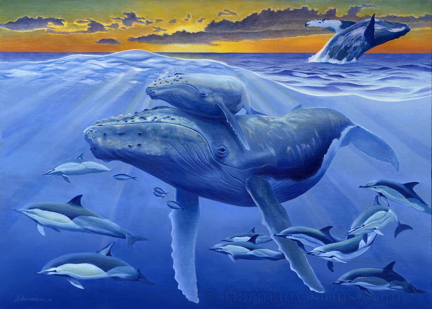 Humpback Celebration