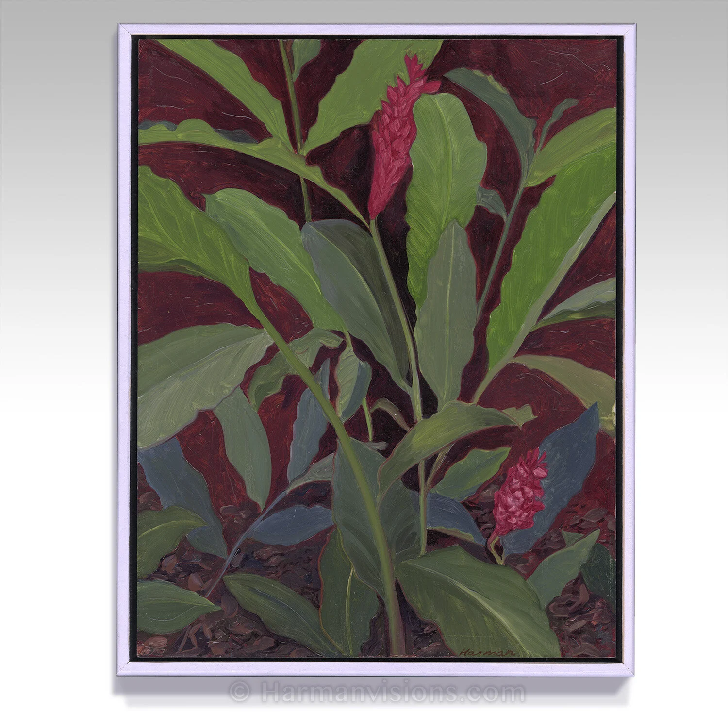 Ginger Hawaii 11 x 14