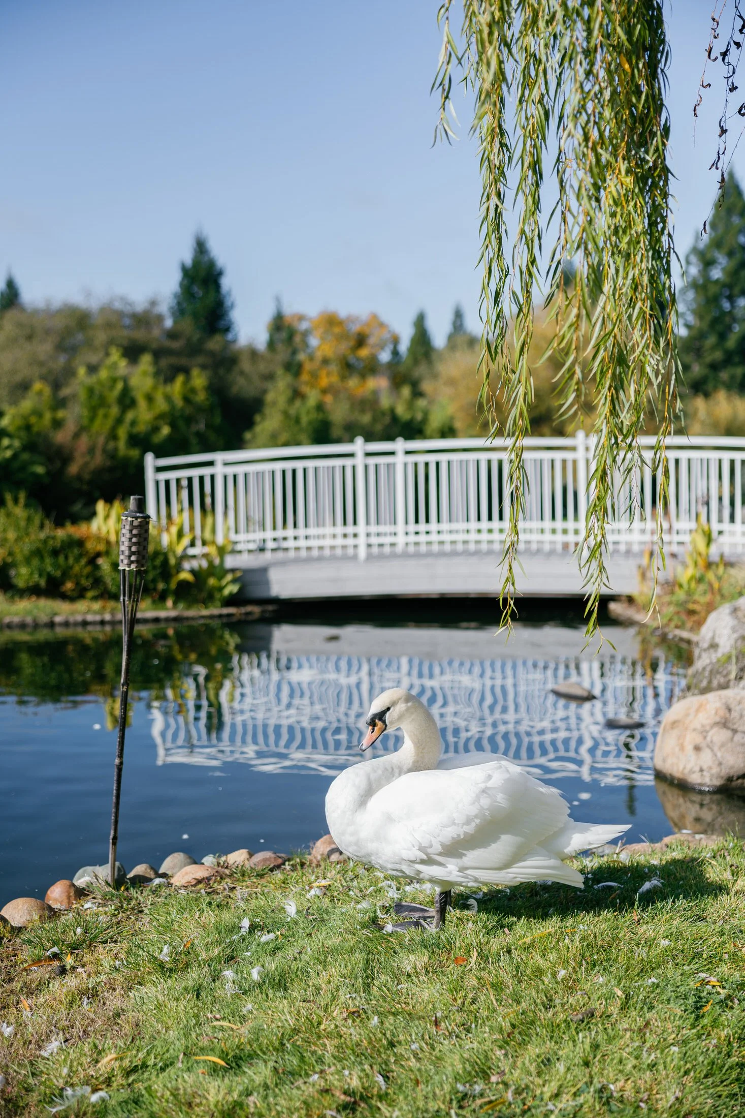 White swans on a lake at a romantic castle wedding venue, creating a heart shape beneath sparkling fountain water.