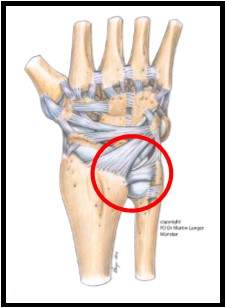 Wrist+ligaments+with+circle