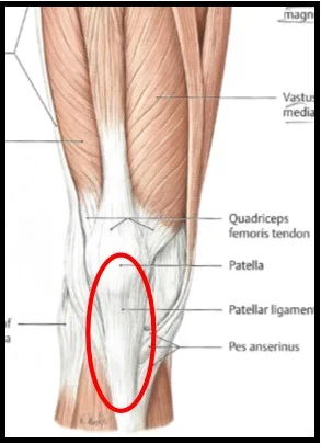 knee anatomy with circle.jpg