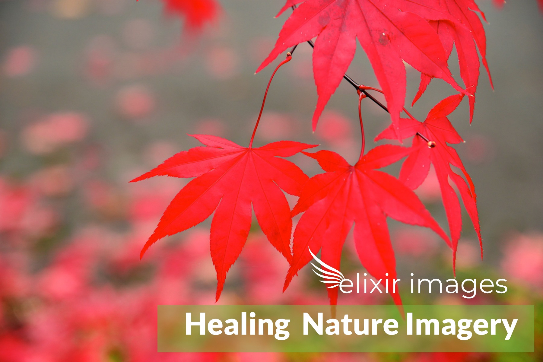 EI Healing Imagery 3.jpg