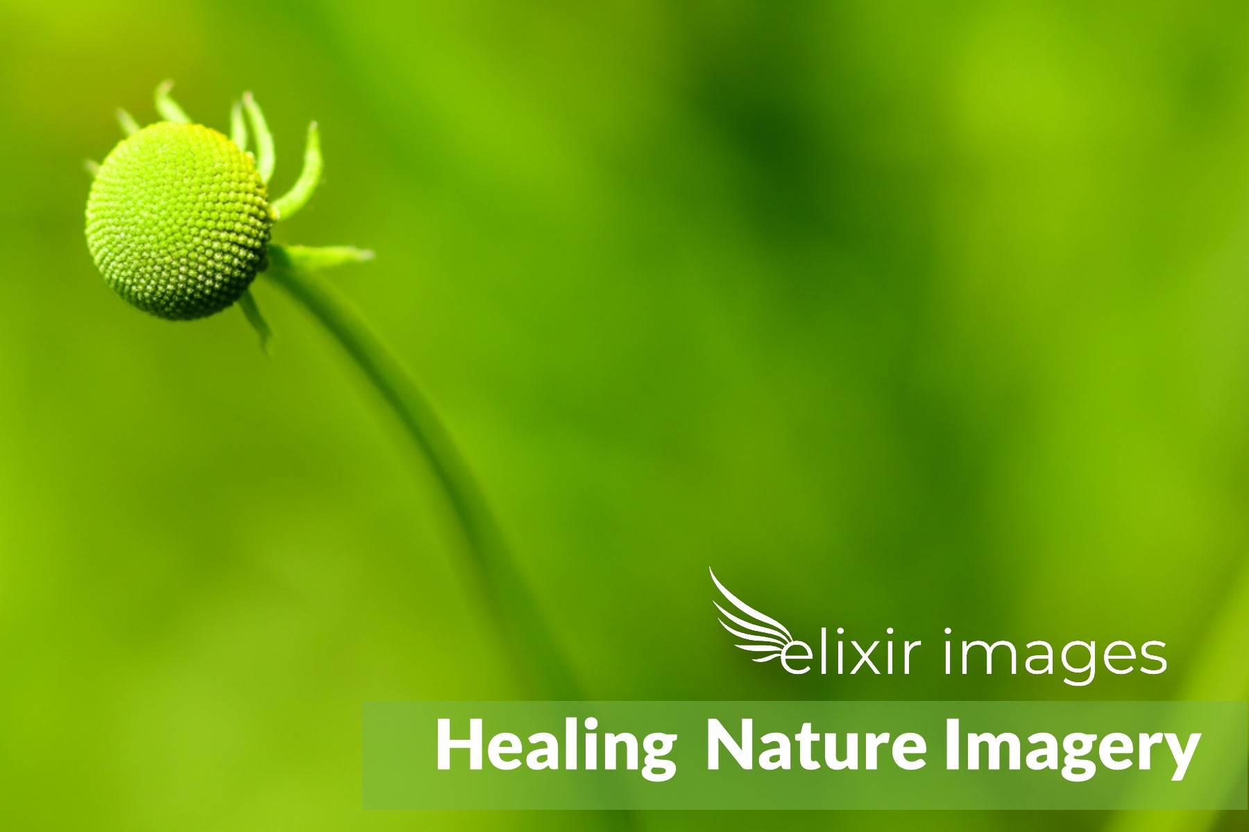 EI Healing Imagery 6.jpg