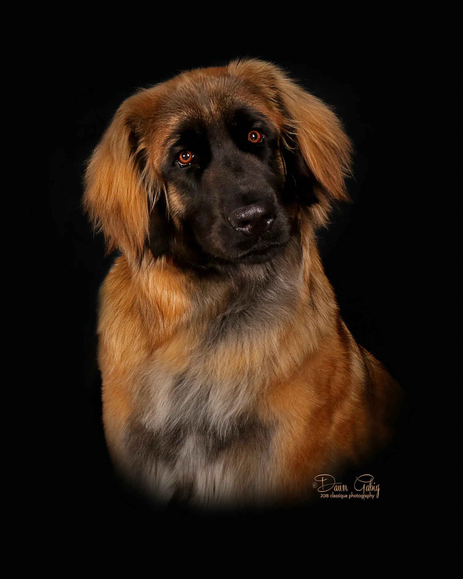 ruffina-leonberger.jpeg