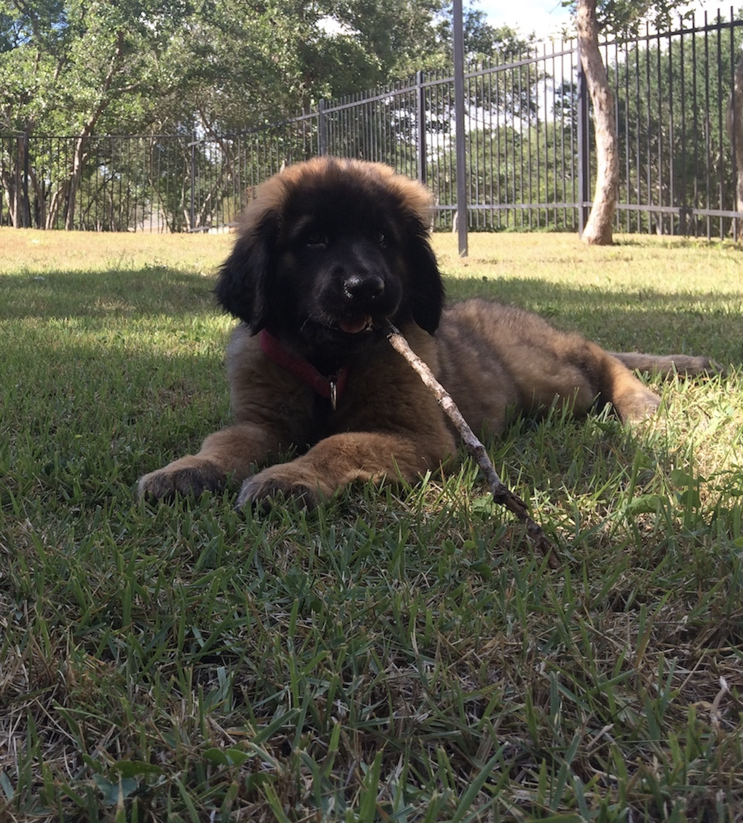 lca leonberger