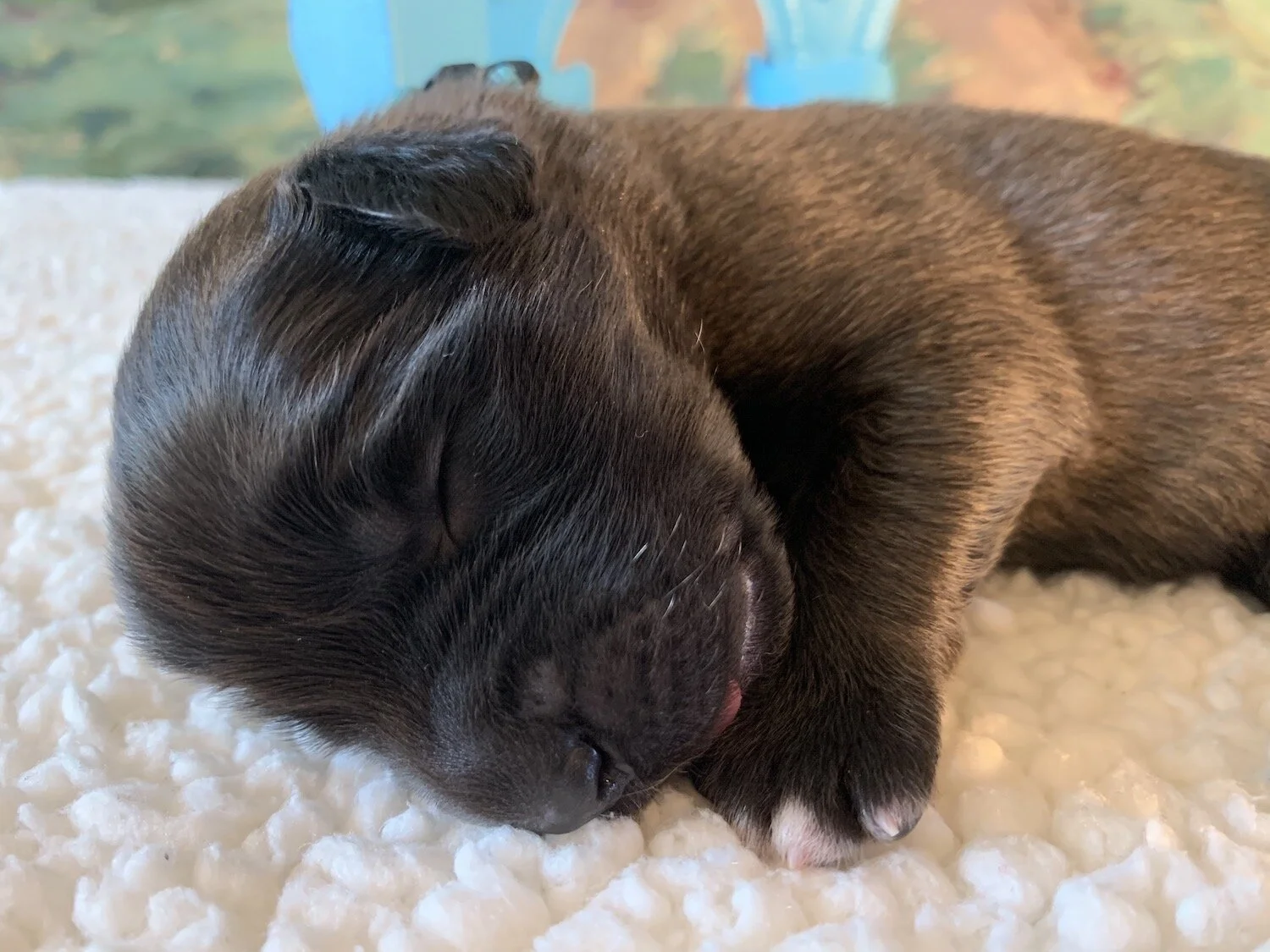 knight-lion-turquoise3-wk1.jpeg