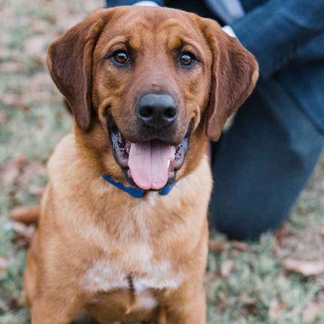 Today is our little one&rsquo;s birthday! Reagan is officially a 2-year-old! .
.
#ilovemypuppy #ilovemydog #dogsofinstagram #happybirthday #hbd #redbonecoonhound