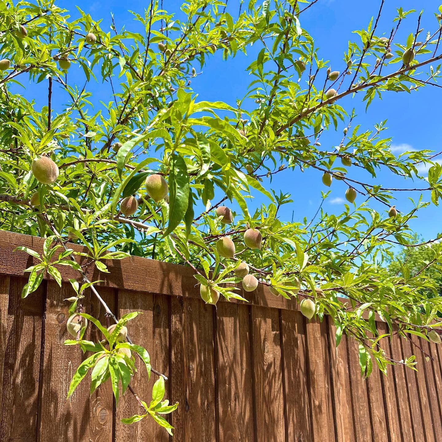Had a check on one of the properties today and saw these baby peaches popping out&hellip; 🍑 #jackiejames