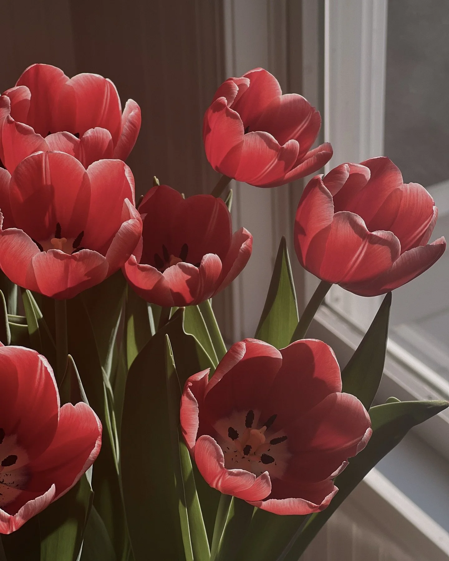 These tulips are glowing 🌷☀️💖