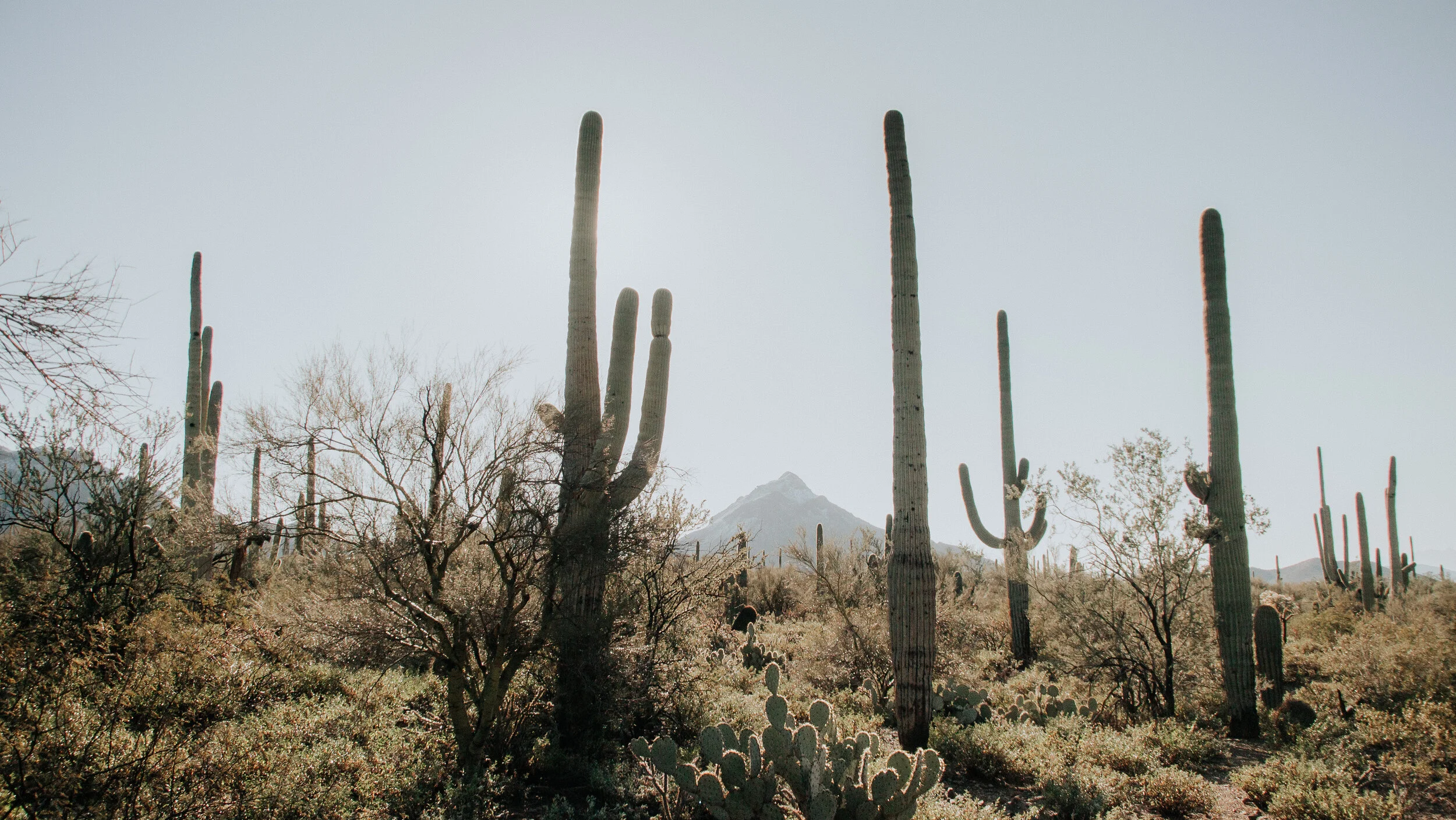 Canva - Cactus Plants In The Desert.jpg