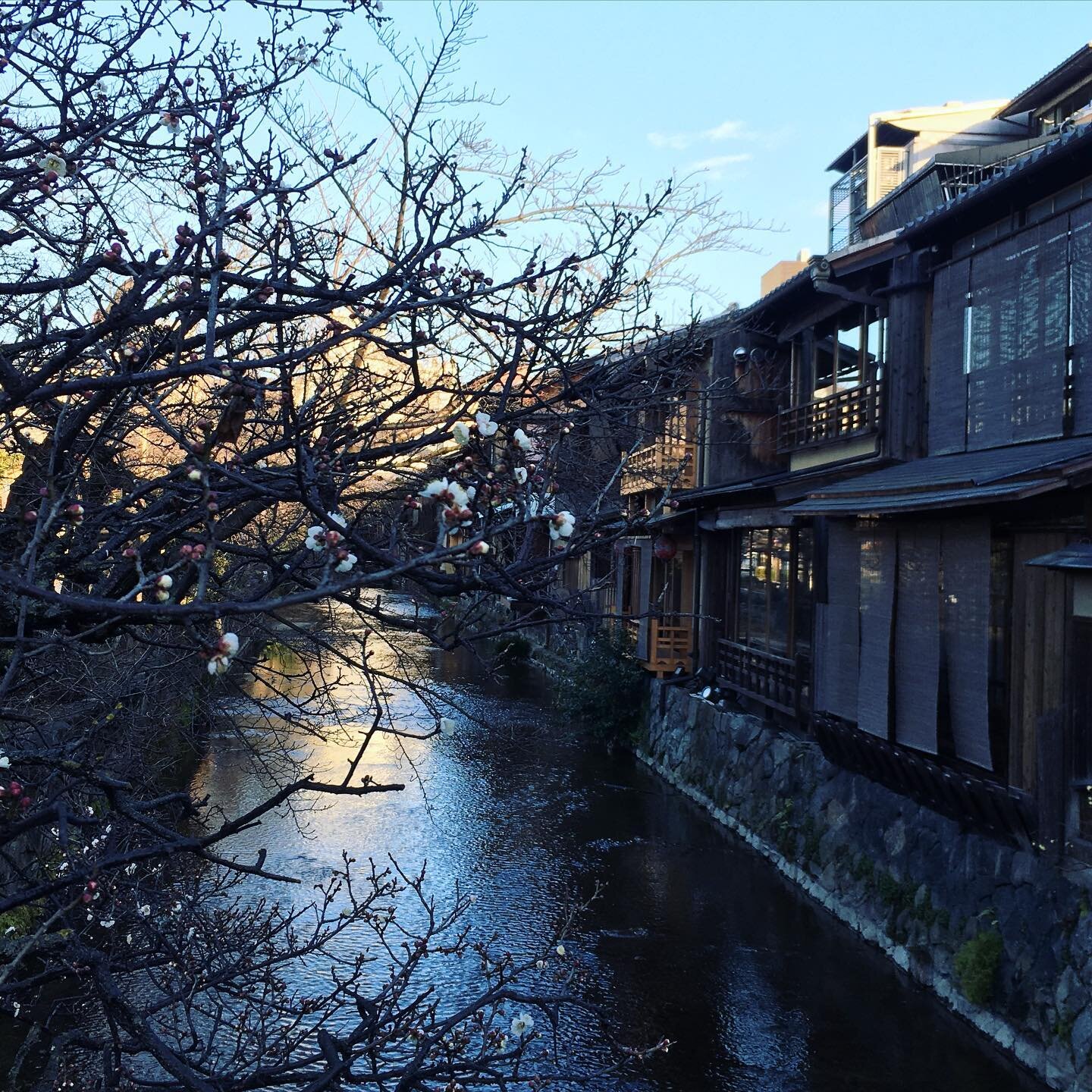 Plum blossoms are gradually in bloom in #kyoto . So beautiful.